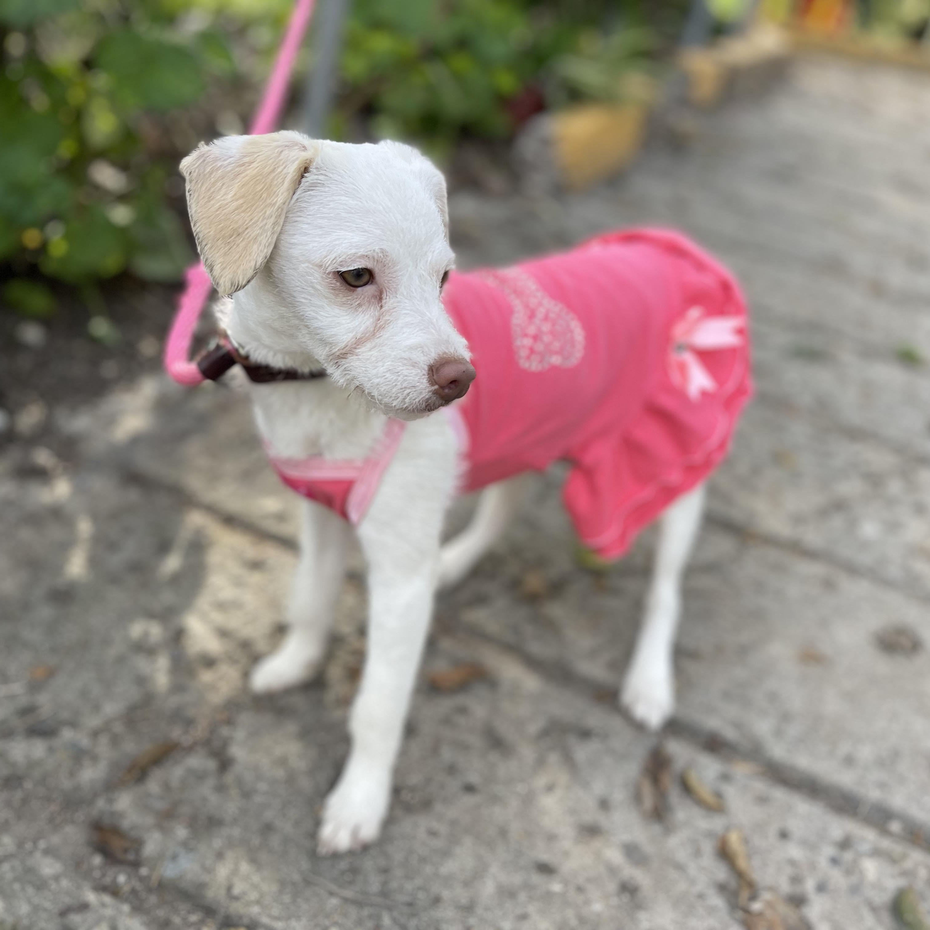 Enlarge LEA 10 months 13 lbs, a Adoptable mixed breed in Aliso Viejo, CA image 3/6