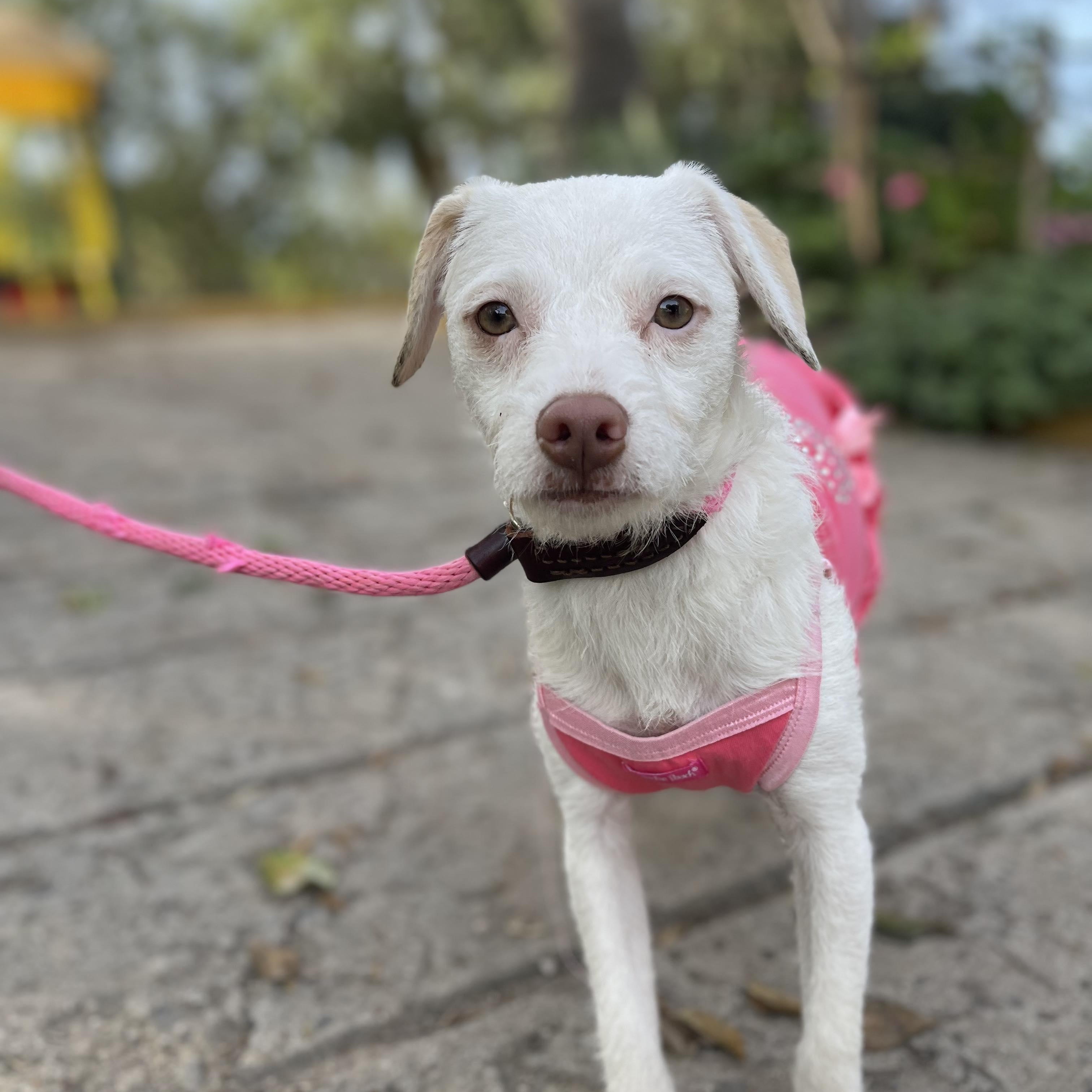 Enlarge LEA 10 months 13 lbs, a Adoptable mixed breed in Aliso Viejo, CA image 6/6