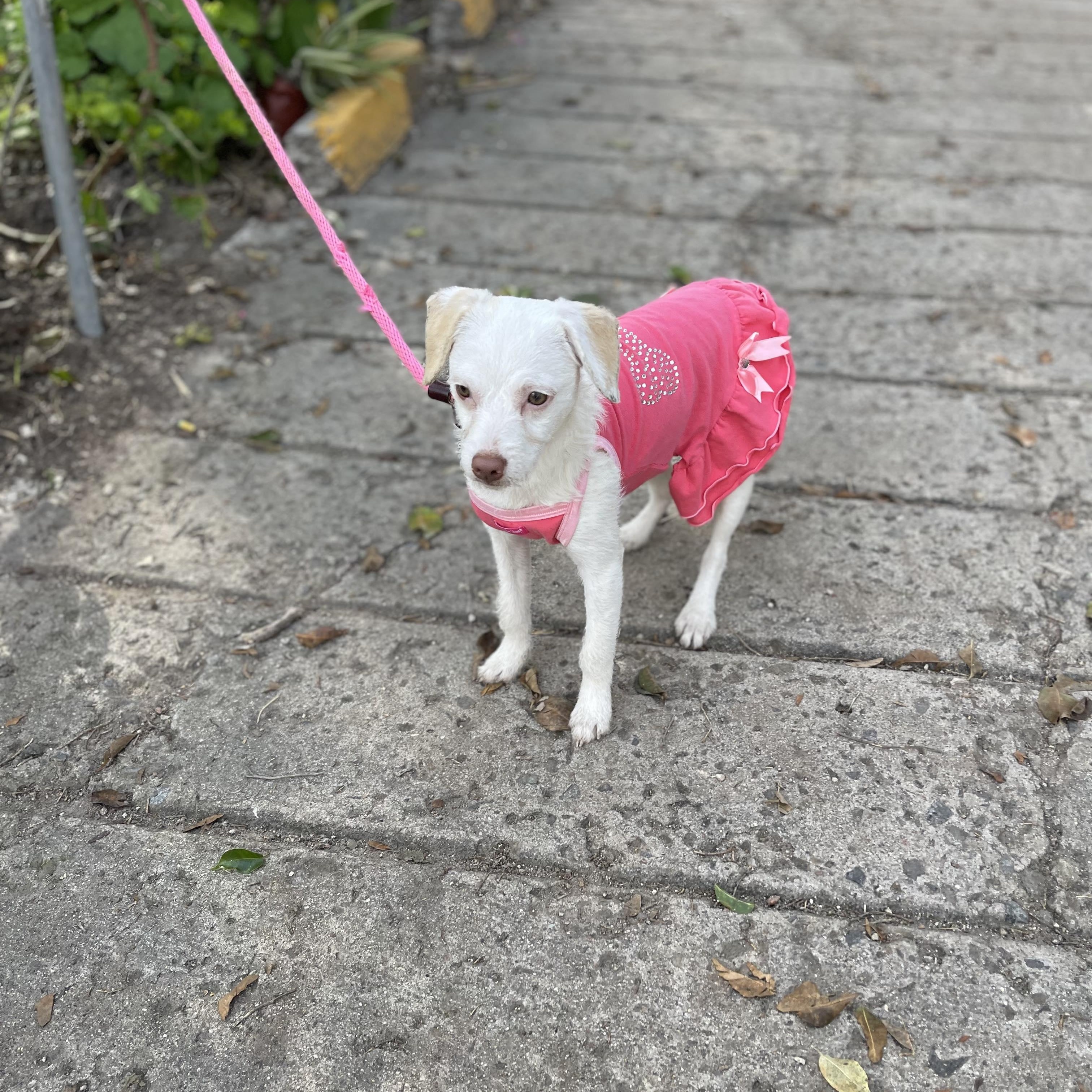 Enlarge LEA 10 months 13 lbs, a Adoptable mixed breed in Aliso Viejo, CA image 5/6