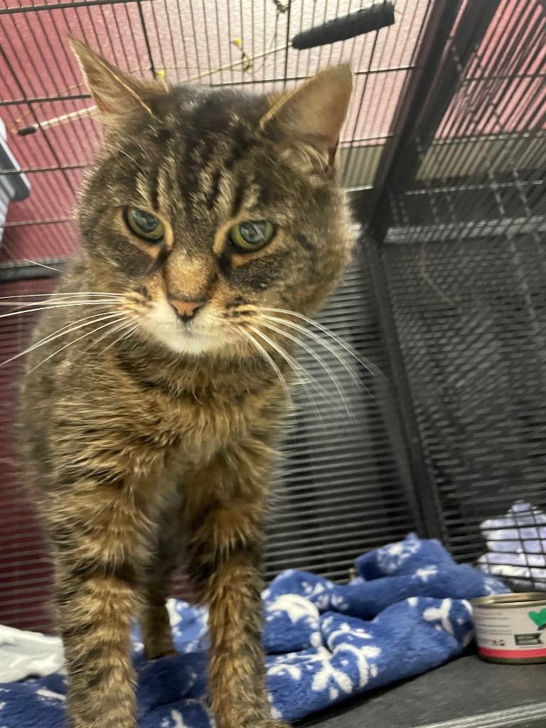 Enlarge Chinook, a ADOPTABLE Domestic Short Hair in CLINTON, WA image 1/1