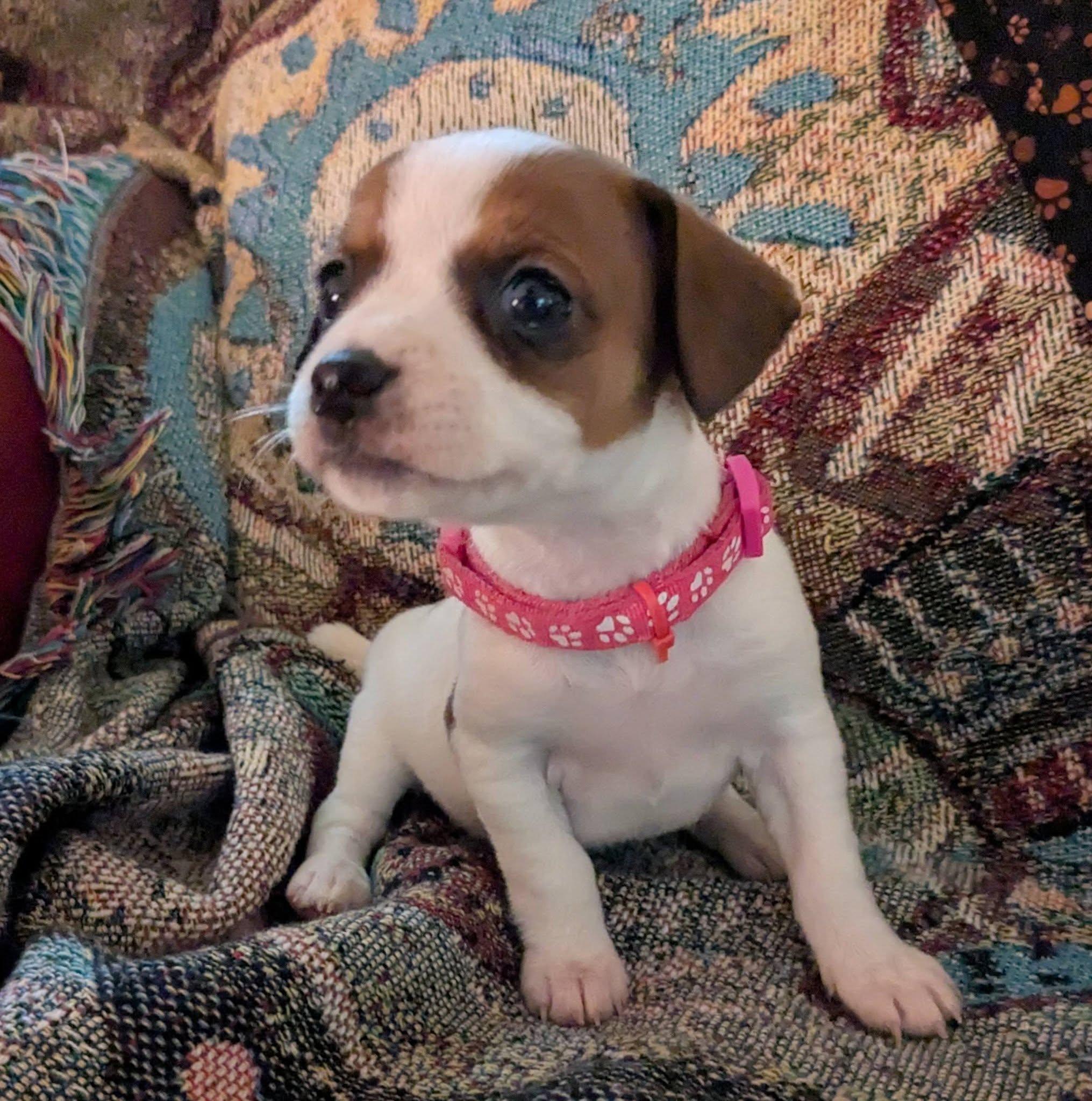 Alameda, Adoptable, Puppy Female Chihuahua & Dachshund.