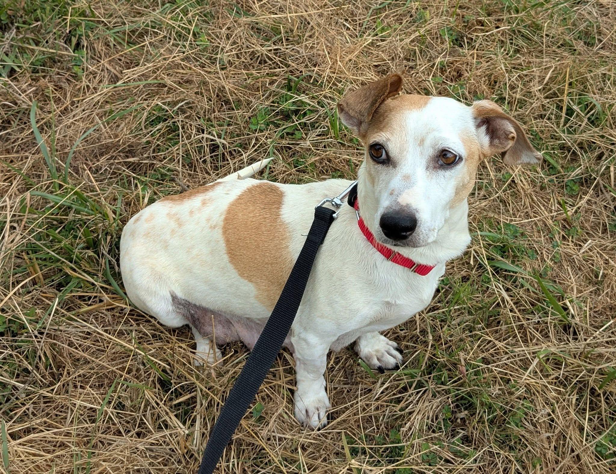 Enlarge Alameda, a Adoptable mixed breed in Clatskanie, OR image 5/6