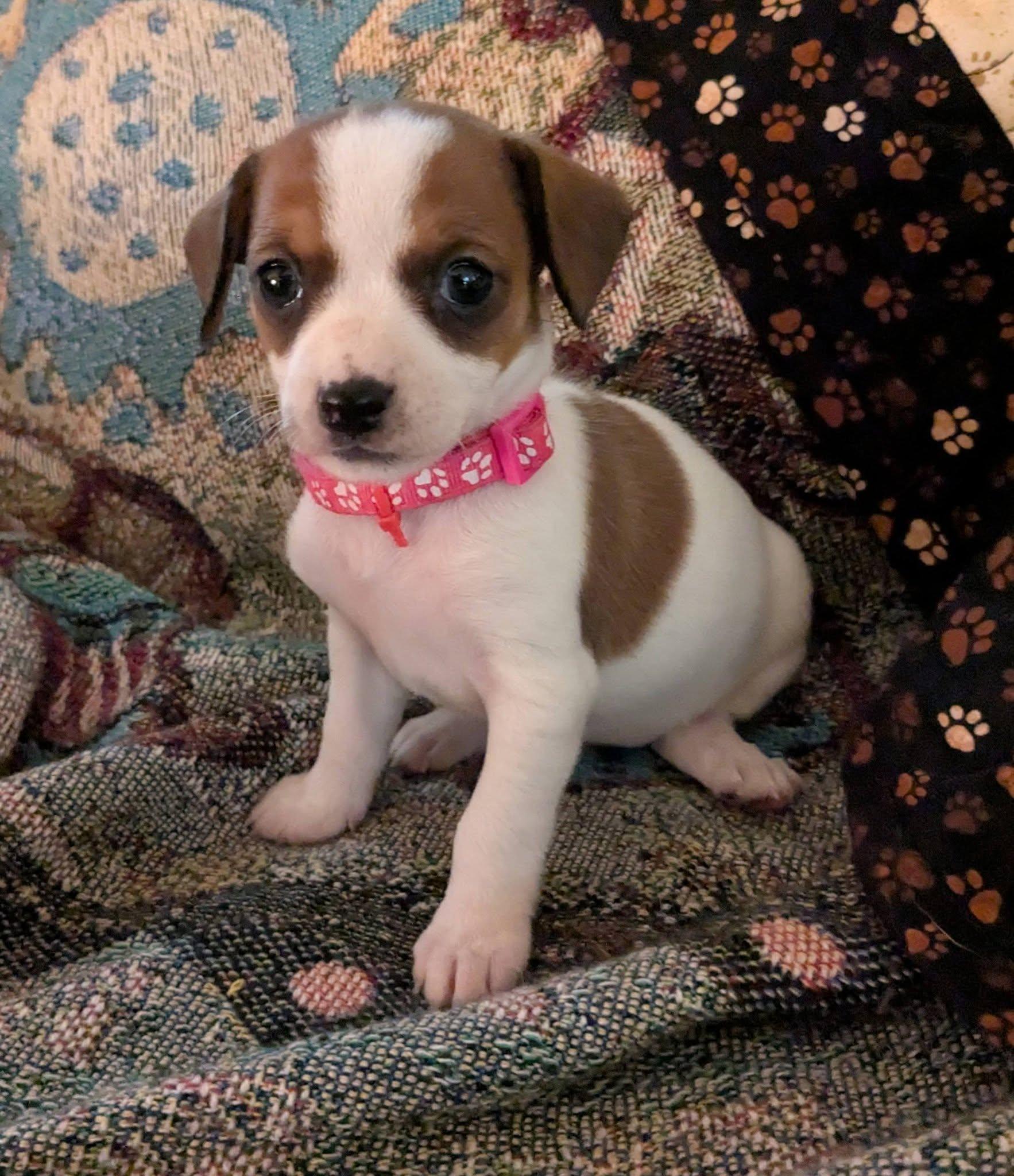 Enlarge Alameda, a Adoptable mixed breed in Clatskanie, OR image 2/6