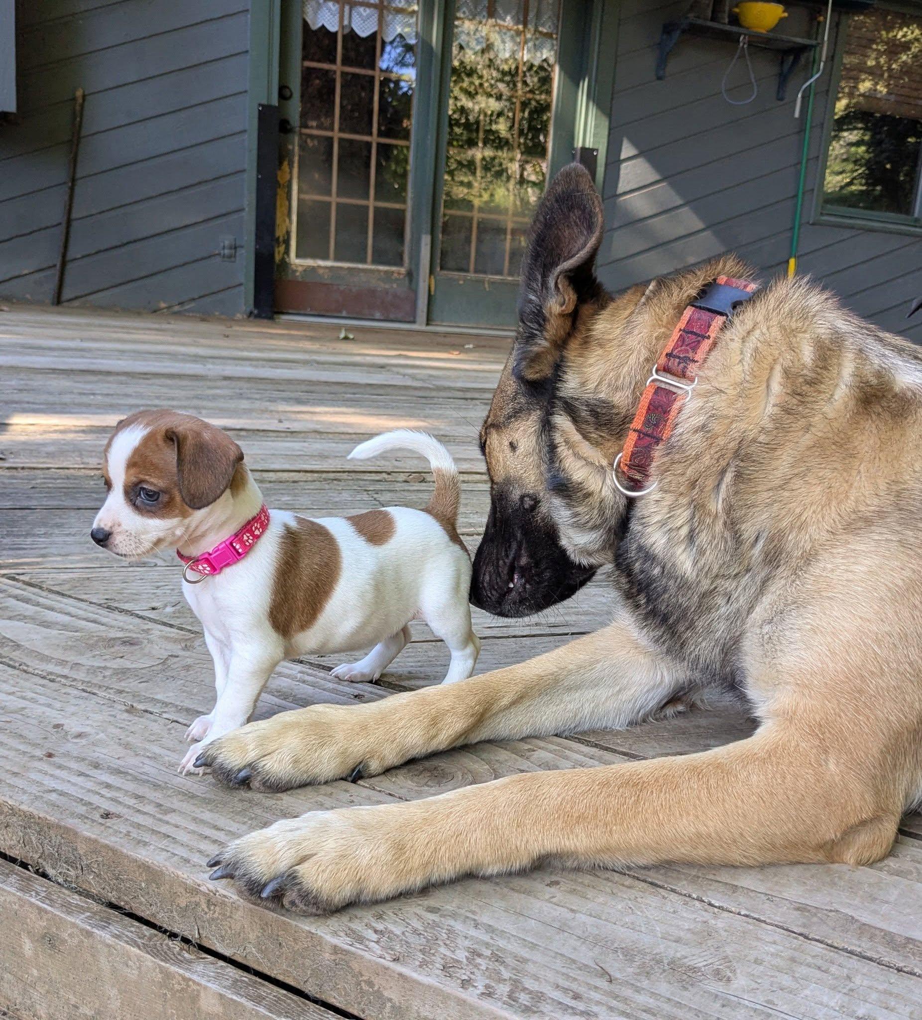 Enlarge Alameda, a Adoptable mixed breed in Clatskanie, OR image 6/6