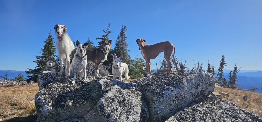 Texas Tornado, a Adoptable Border Collie in Spokane , WA image 1/6