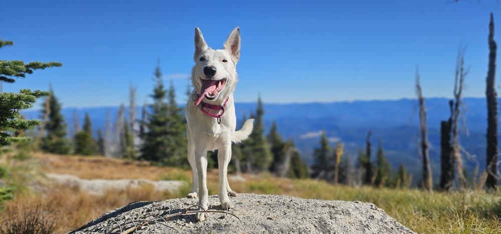 Texas Tornado, a Adoptable Border Collie in Spokane , WA image 4/6
