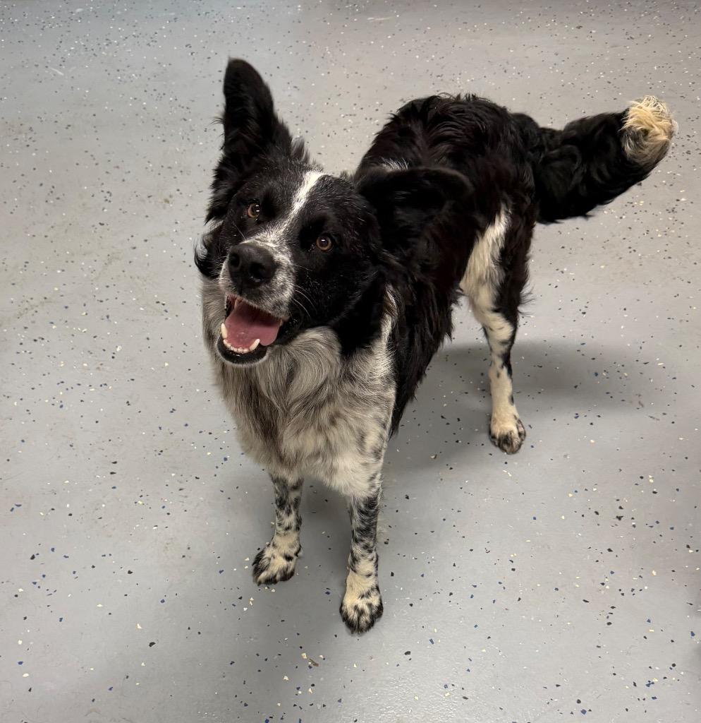 Enlarge Mako, a Adoptable mixed breed in Seven Points, TX image 1/1