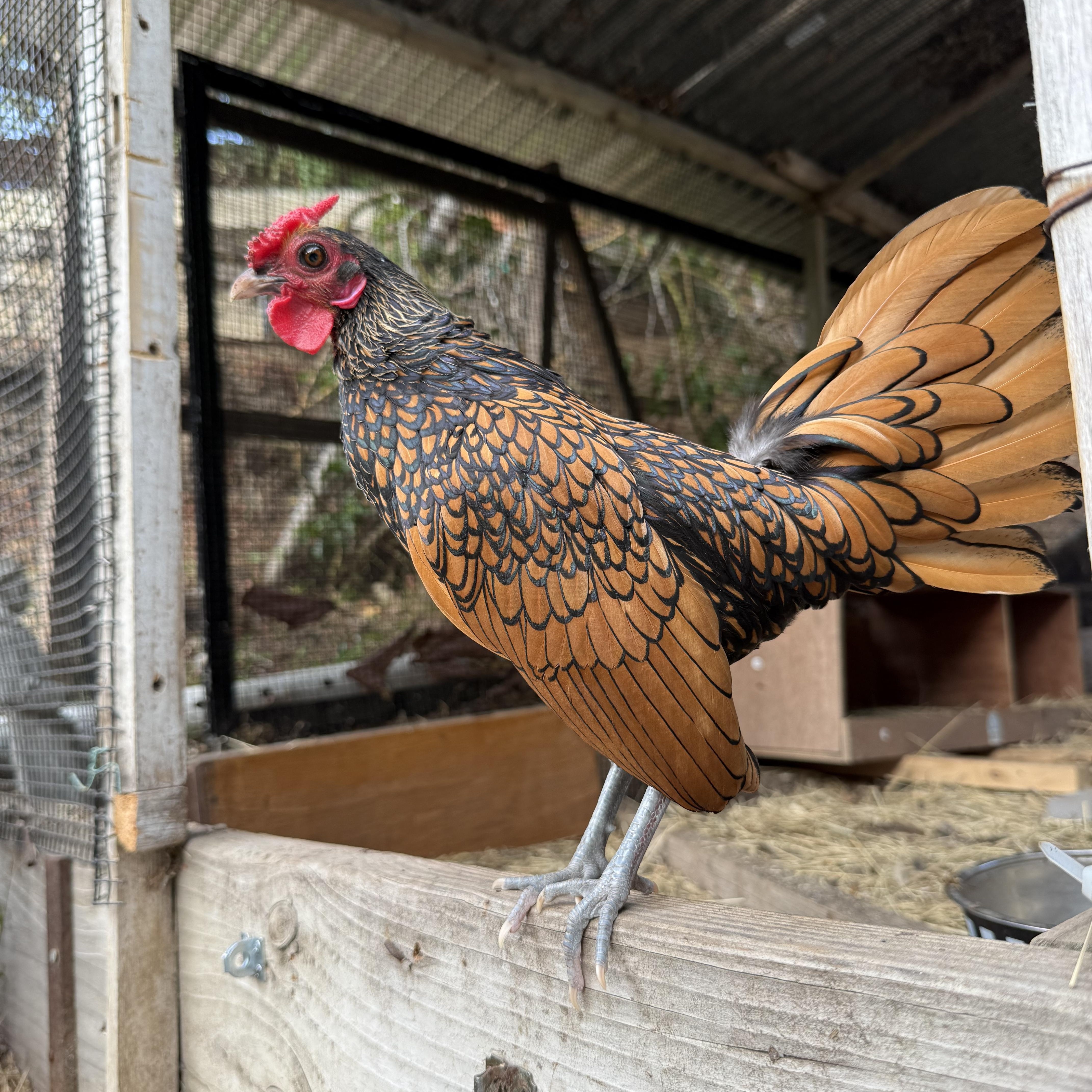 Enlarge Sir John, a Adoptable Chicken in Malibu, CA image 1/2