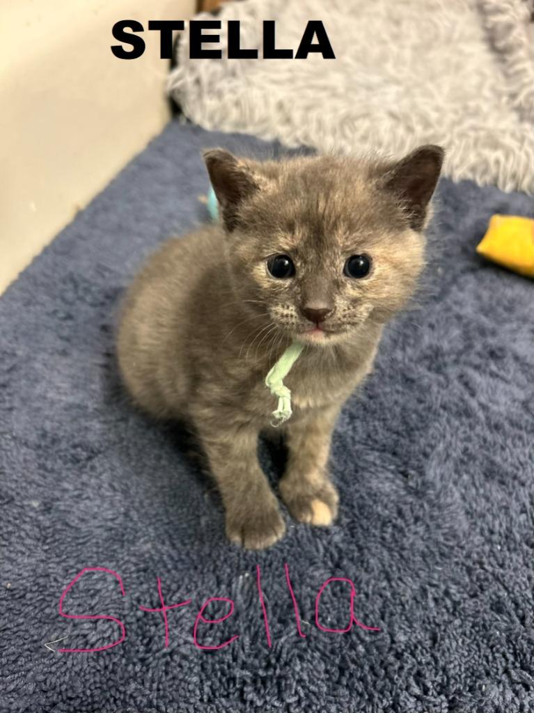 Stella, Adopted, Kitten Female Domestic Short Hair.