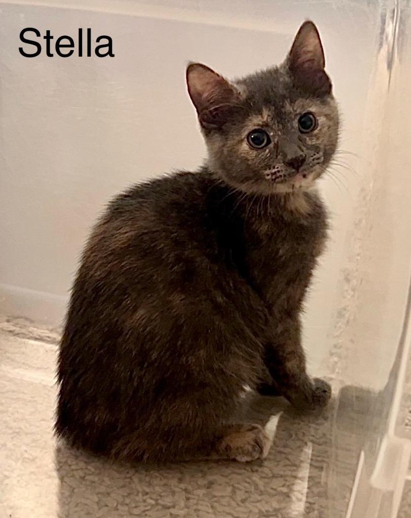 Enlarge Stella, a Adopted mixed breed in Owatonna, MN image 3/3