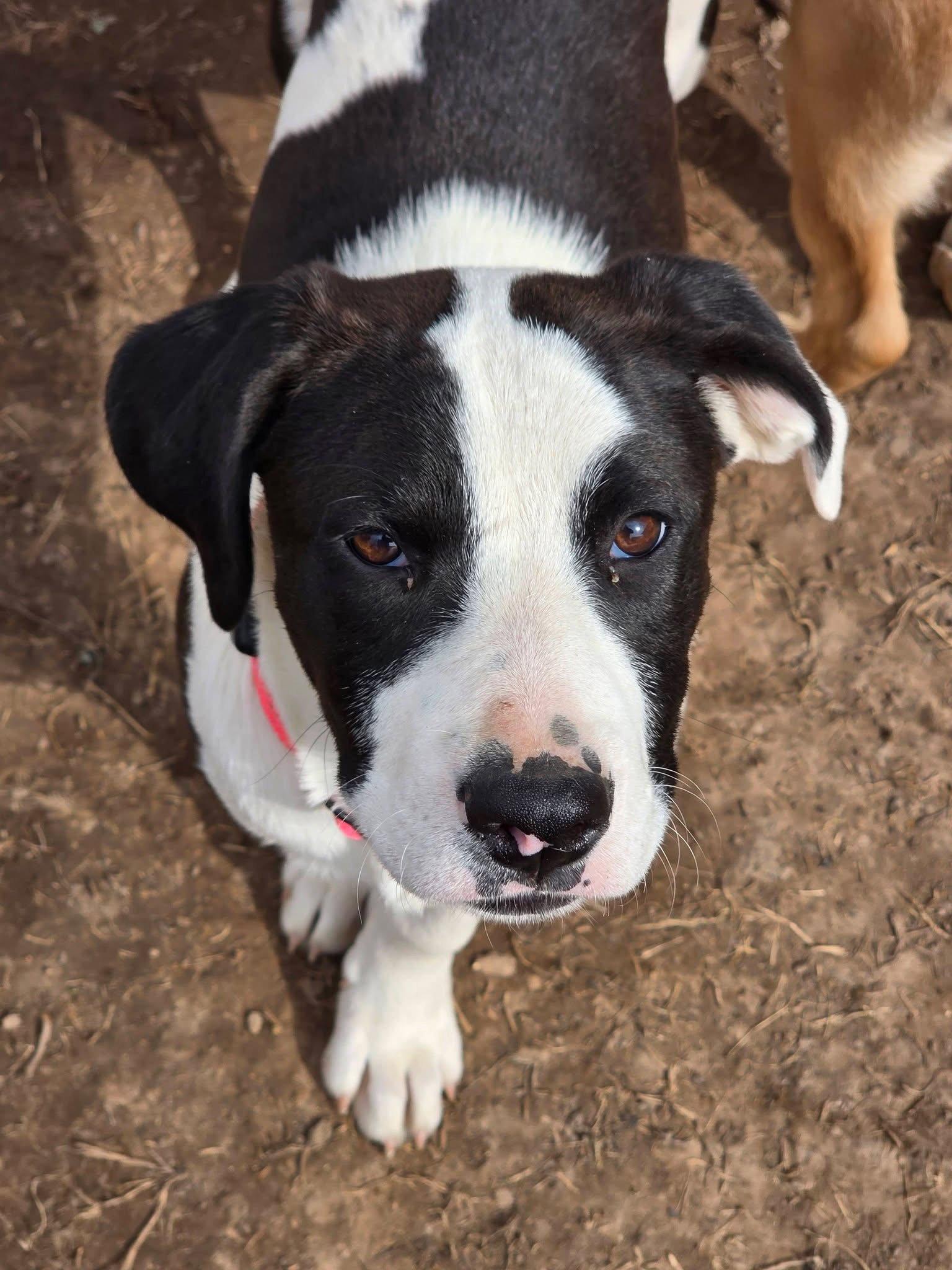 Enlarge Kingsley, a Adoptable Pit Bull Terrier in New London, WI image 1/2
