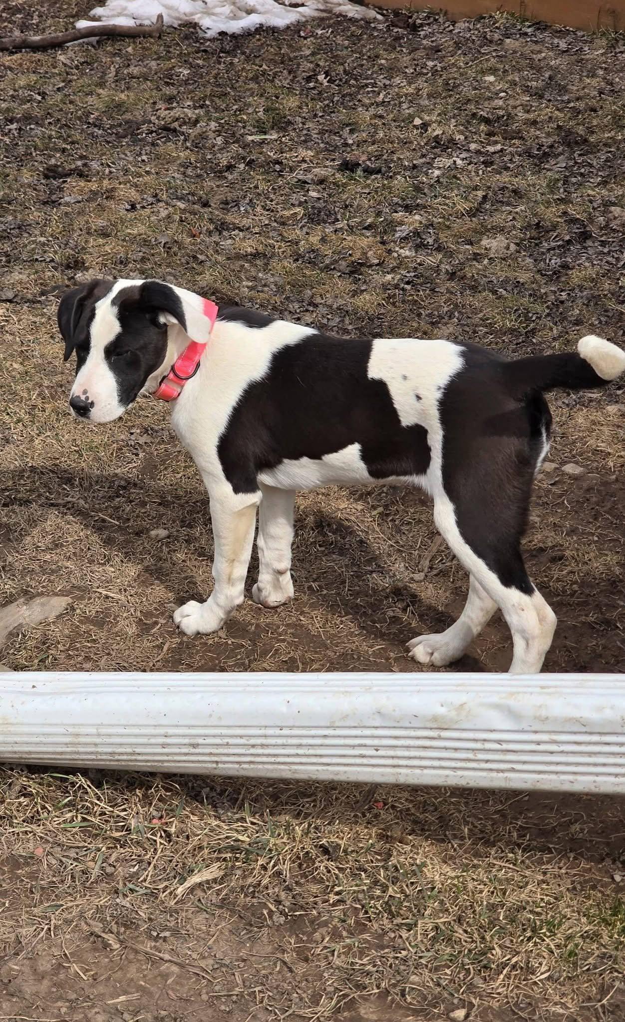 Enlarge Kingsley, a Adoptable Pit Bull Terrier in New London, WI image 2/2