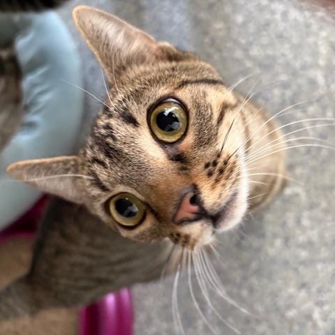 Louise, a Adoptable Tabby in Carson City, NV image 2/2