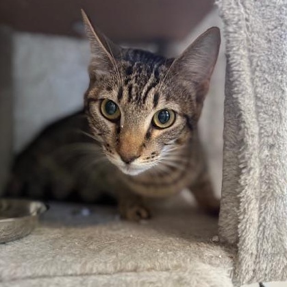 Louise, Adoptable, Young Female Tabby.
