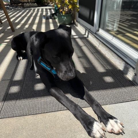 Enlarge *** Loreto, a Adoptable Labrador Retriever in Oceanside, CA image 2/5