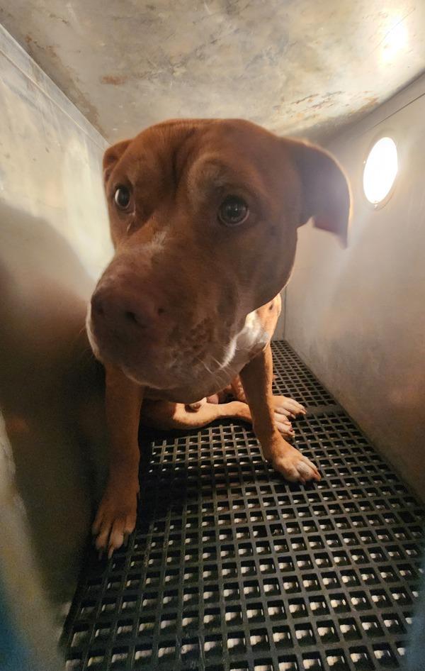 Pen 177c  Bobby, Adoptable, Adult Male American Bully.