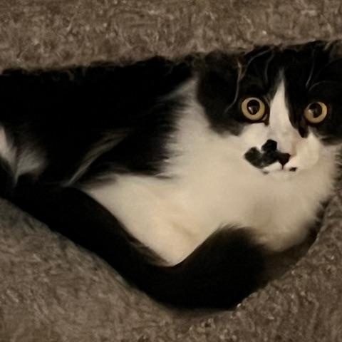 DAHLIA, a Adoptable mixed breed in Lake Ozark, MO image 2/2