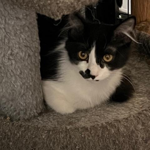 DAHLIA, Adoptable, Young Female Domestic Long Hair & Tuxedo.
