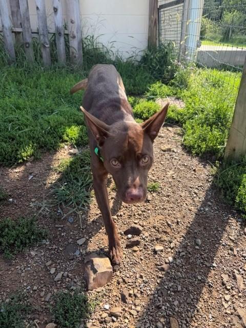 Enlarge Yoda, a Adoptable mixed breed in Augusta, WV image 3/4