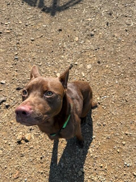 Enlarge Yoda, a Adoptable mixed breed in Augusta, WV image 4/4