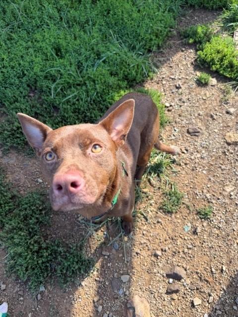 Enlarge Yoda, a Adoptable mixed breed in Augusta, WV image 2/4
