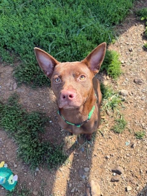 Enlarge Yoda, a Adoptable mixed breed in Augusta, WV image 1/4