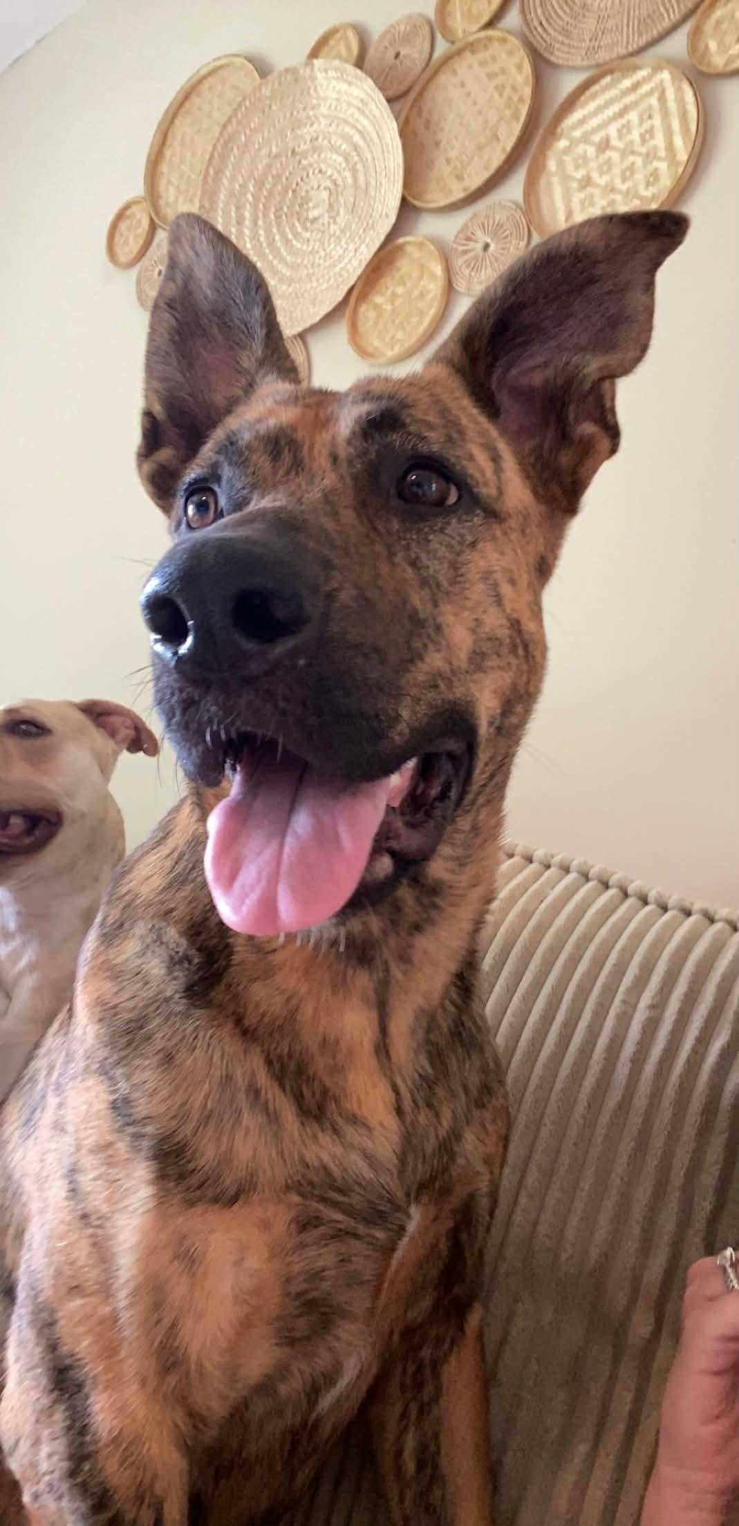 Denali — thumbnail 2