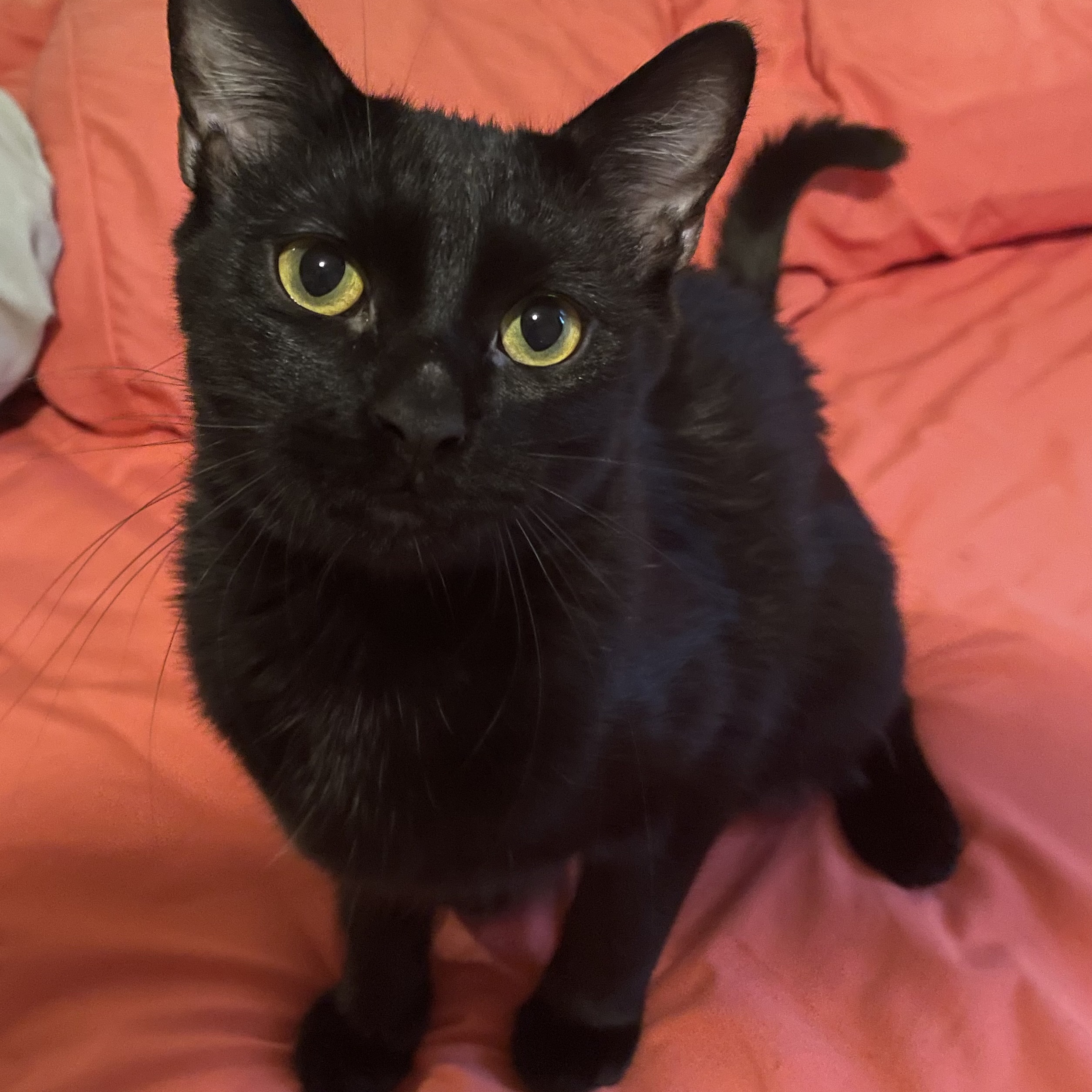 Cat for adoption Ossie, a Domestic Short Hair in Mokena, IL Petfinder