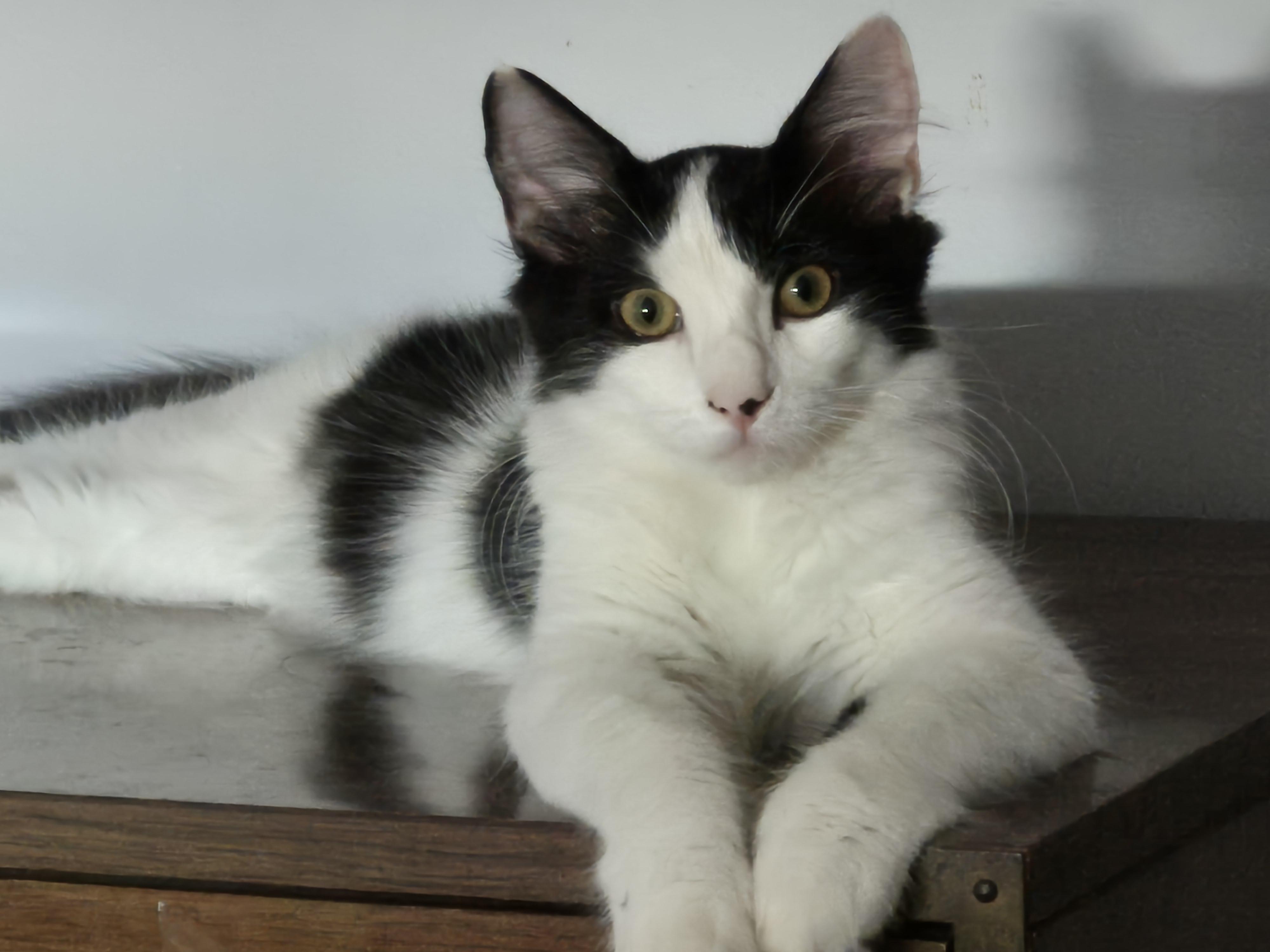 Monroe (KL), a Adoptable Domestic Long Hair in Little Falls, NJ image 1/3