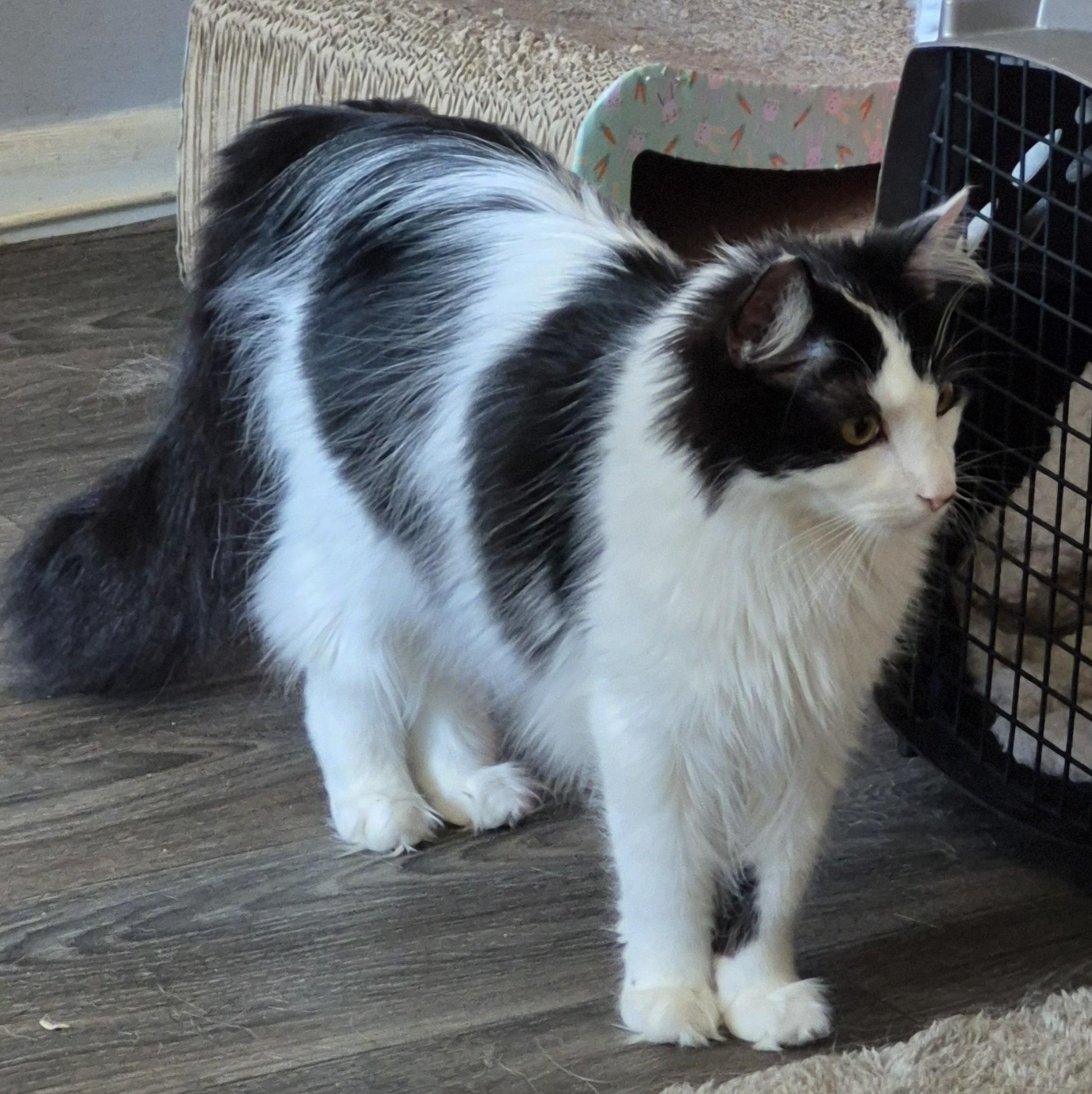 Monroe (KL), a Adoptable Domestic Long Hair in Little Falls, NJ image 2/5