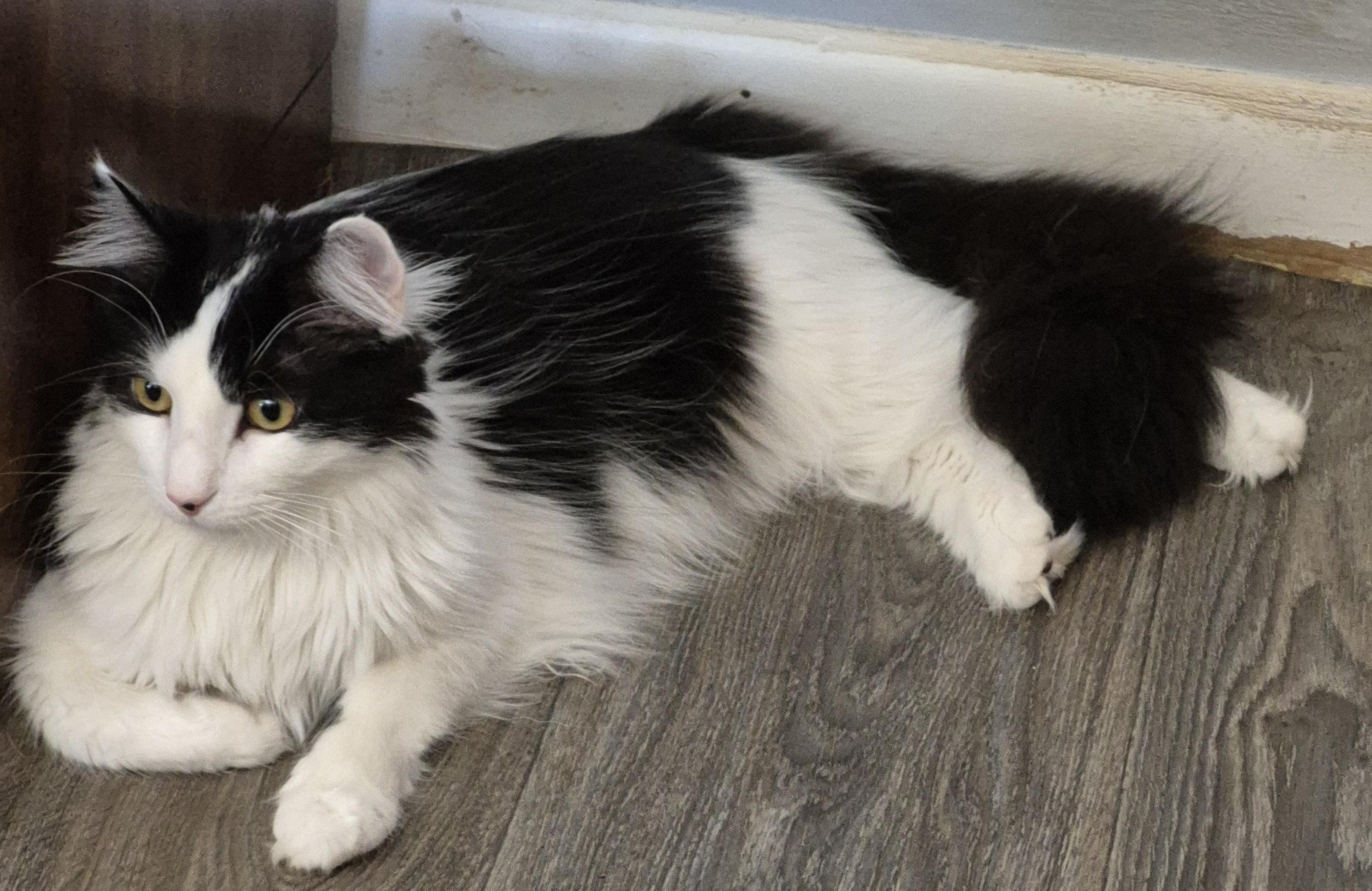Monroe (KL), Adoptable, Young Male Domestic Long Hair.