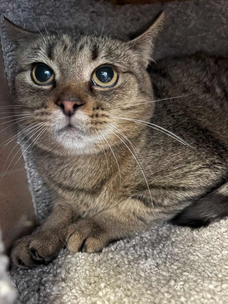 Kit, Adoptable, Young Female Domestic Short Hair.