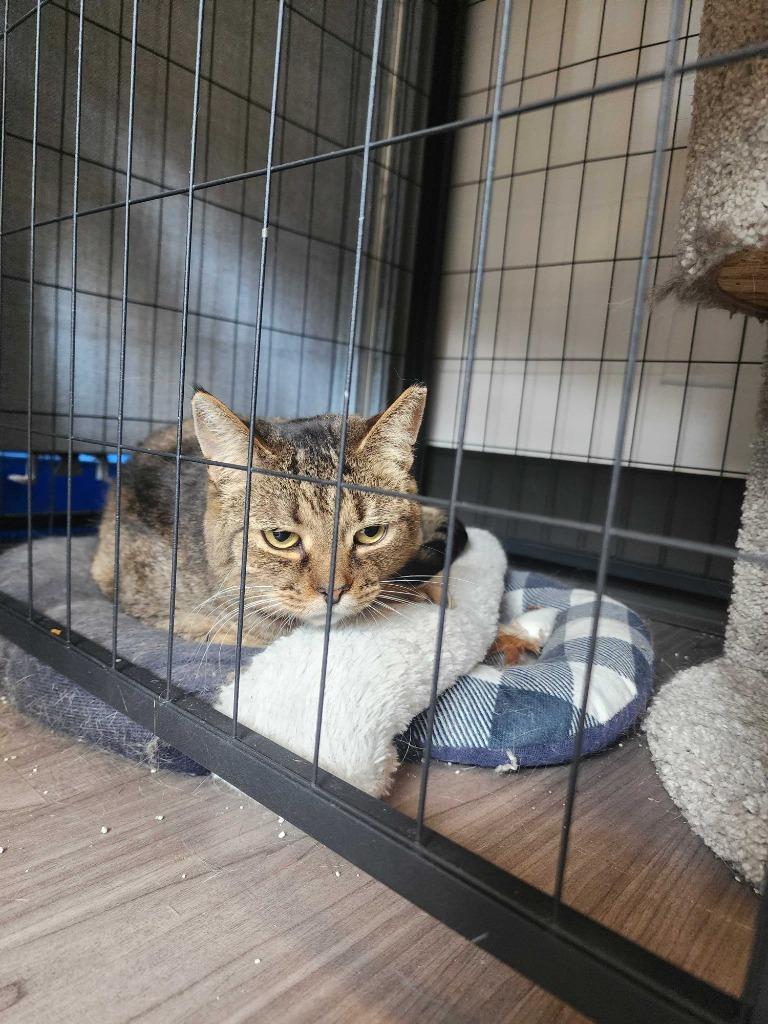 Kit, a Adoptable mixed breed in New Kensington, PA image 2/4