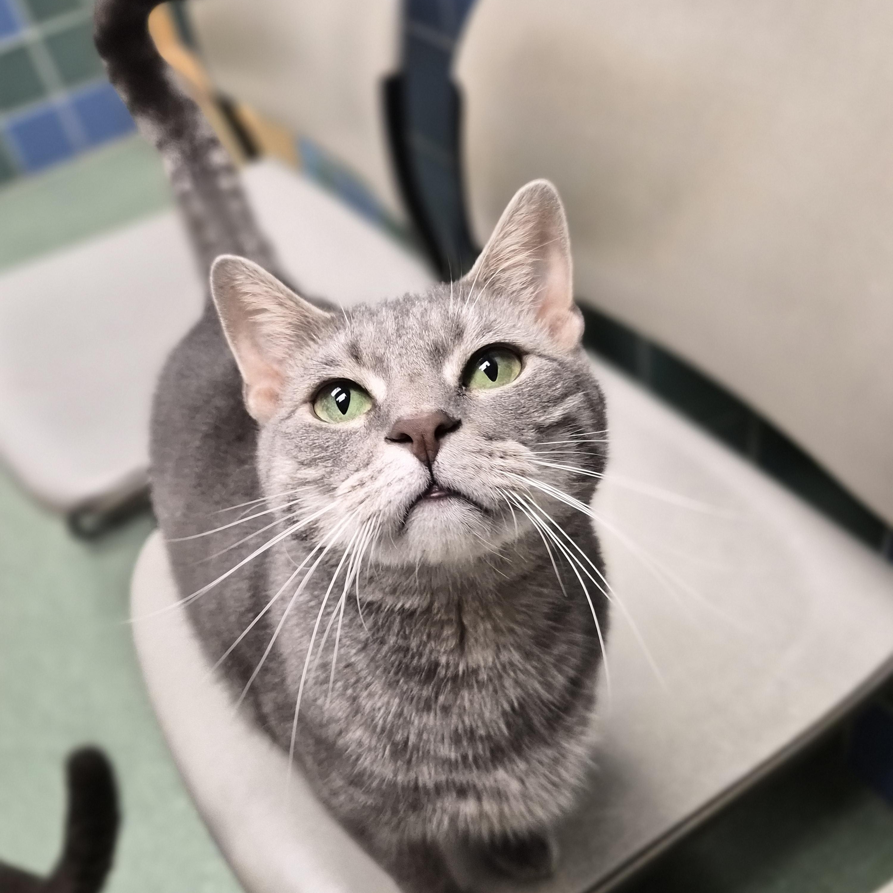 Enlarge Thor, a Adoptable Domestic Short Hair in Cornelius, NC image 2/6