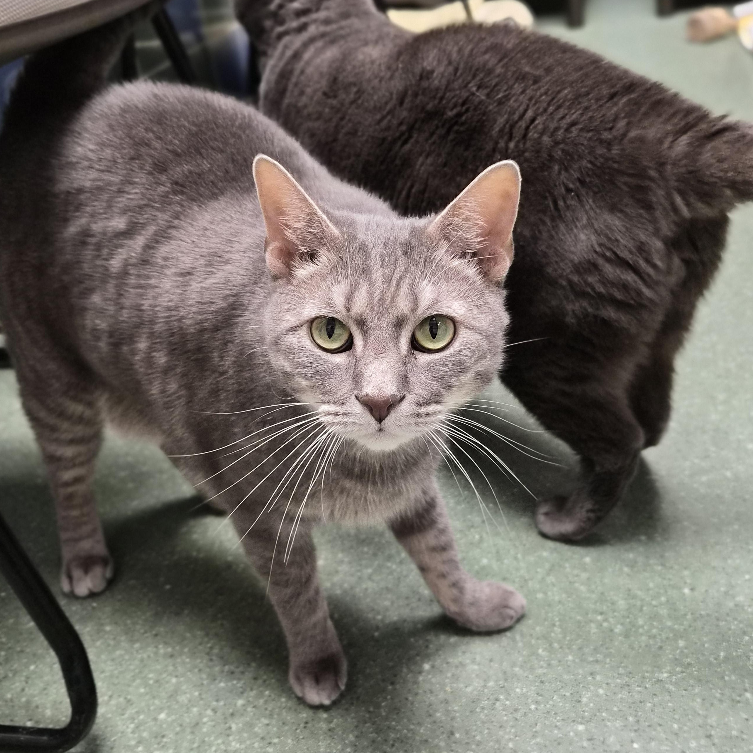 Thor, a ADOPTABLE Domestic Short Hair in Cornelius, NC image 2/2