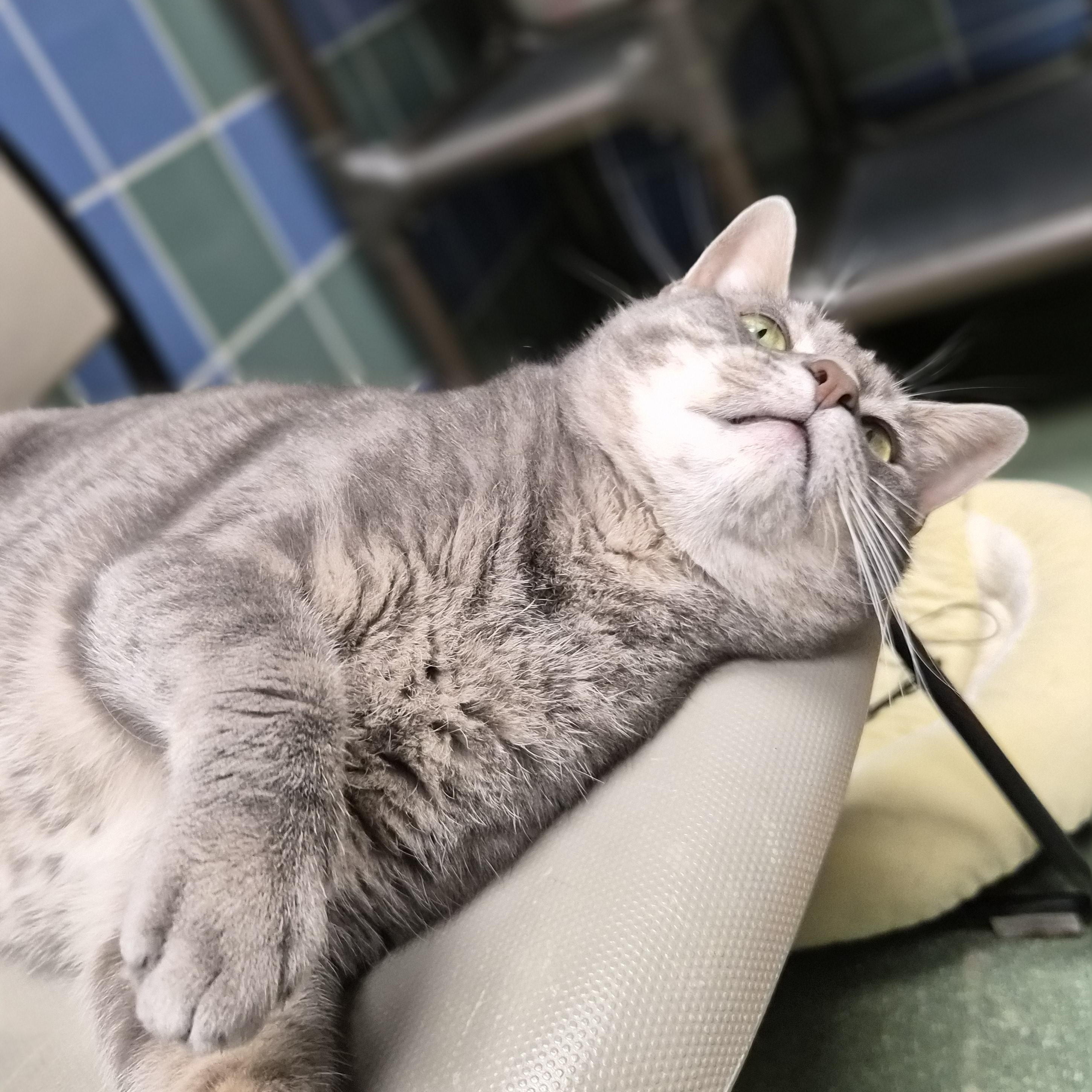 Thor, Adoptable, Adult Male Domestic Short Hair.