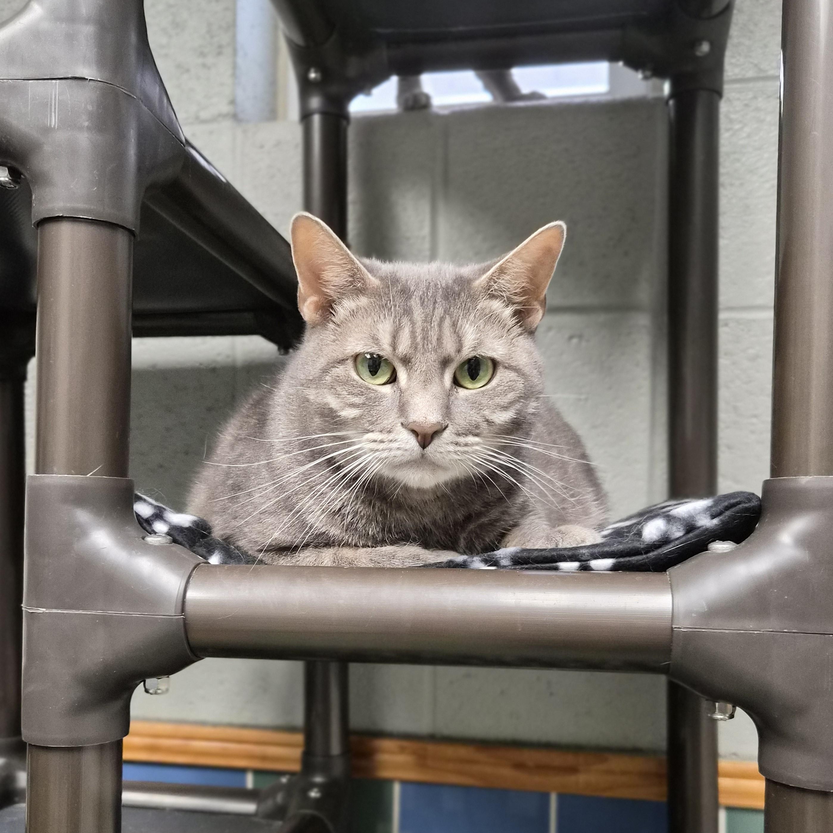 Thor, ADOPTABLE, Adult Male Domestic Short Hair.
