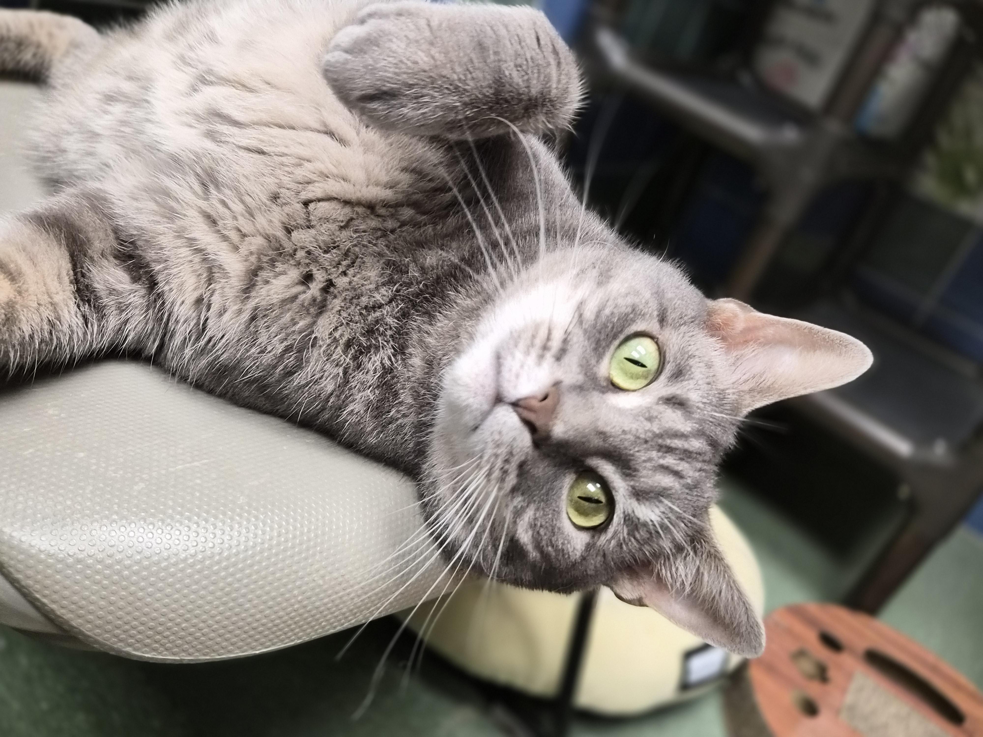 Enlarge Thor, a Adoptable Domestic Short Hair in Cornelius, NC image 4/6