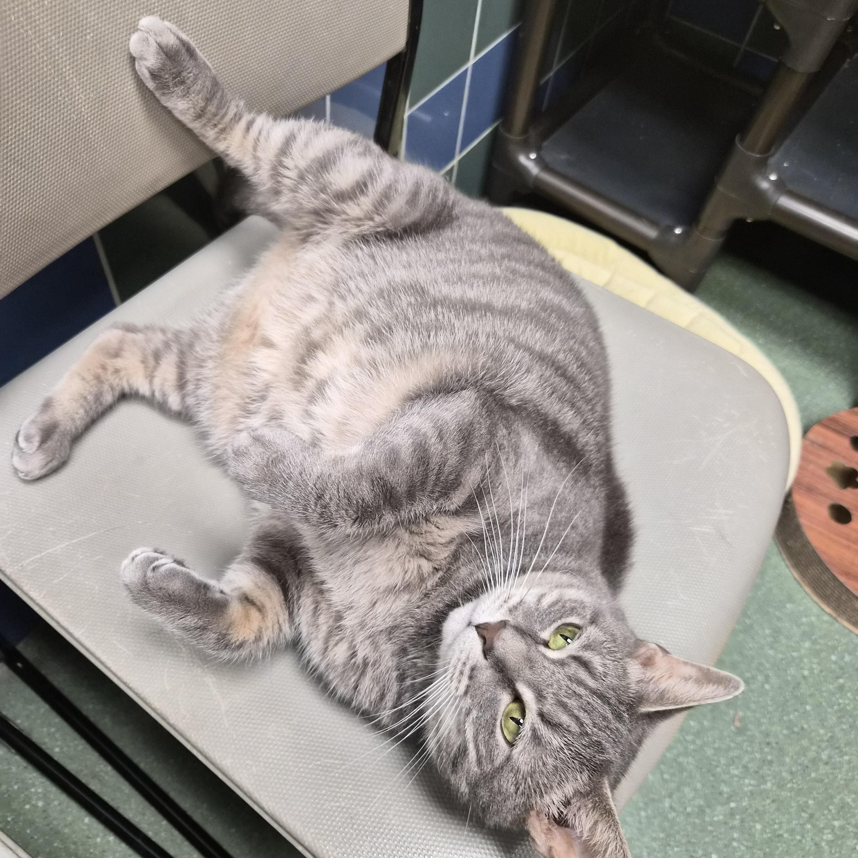 Enlarge Thor, a Adoptable Domestic Short Hair in Cornelius, NC image 3/6
