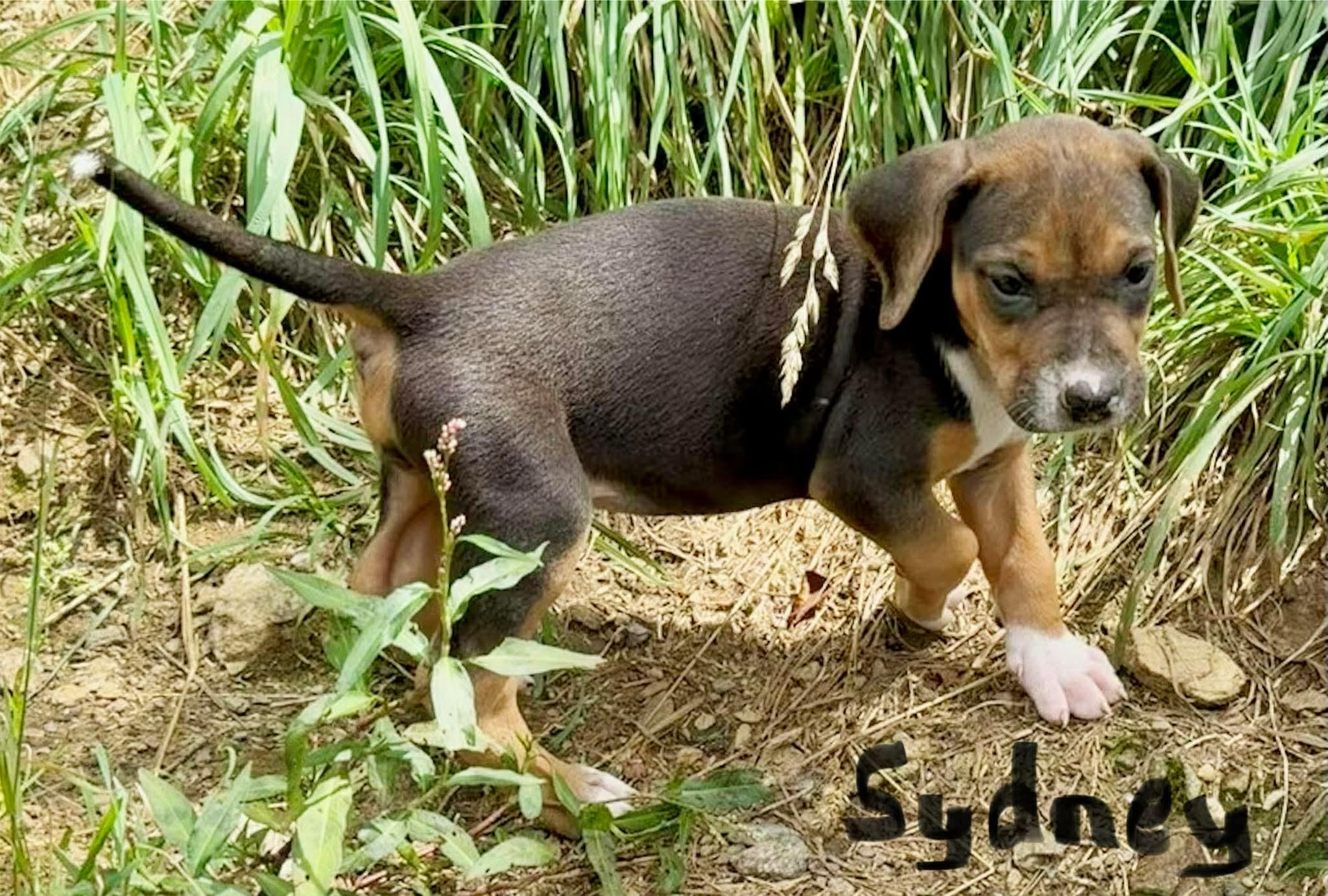 Enlarge Sydney, an adopted mixed breed in Randolph Center, VT image 2/3