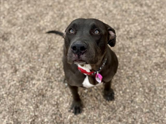 MULBERRY, Adoptable, Young Female Pit Bull Terrier.