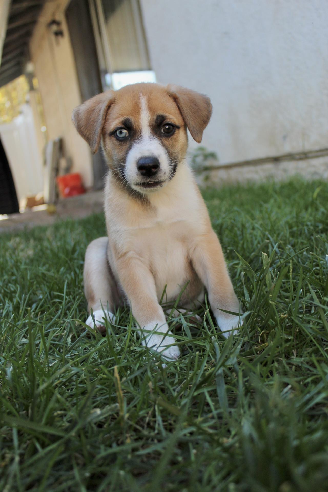 Fifa, a Adoptable mixed breed in Rialto, CA image 1/4