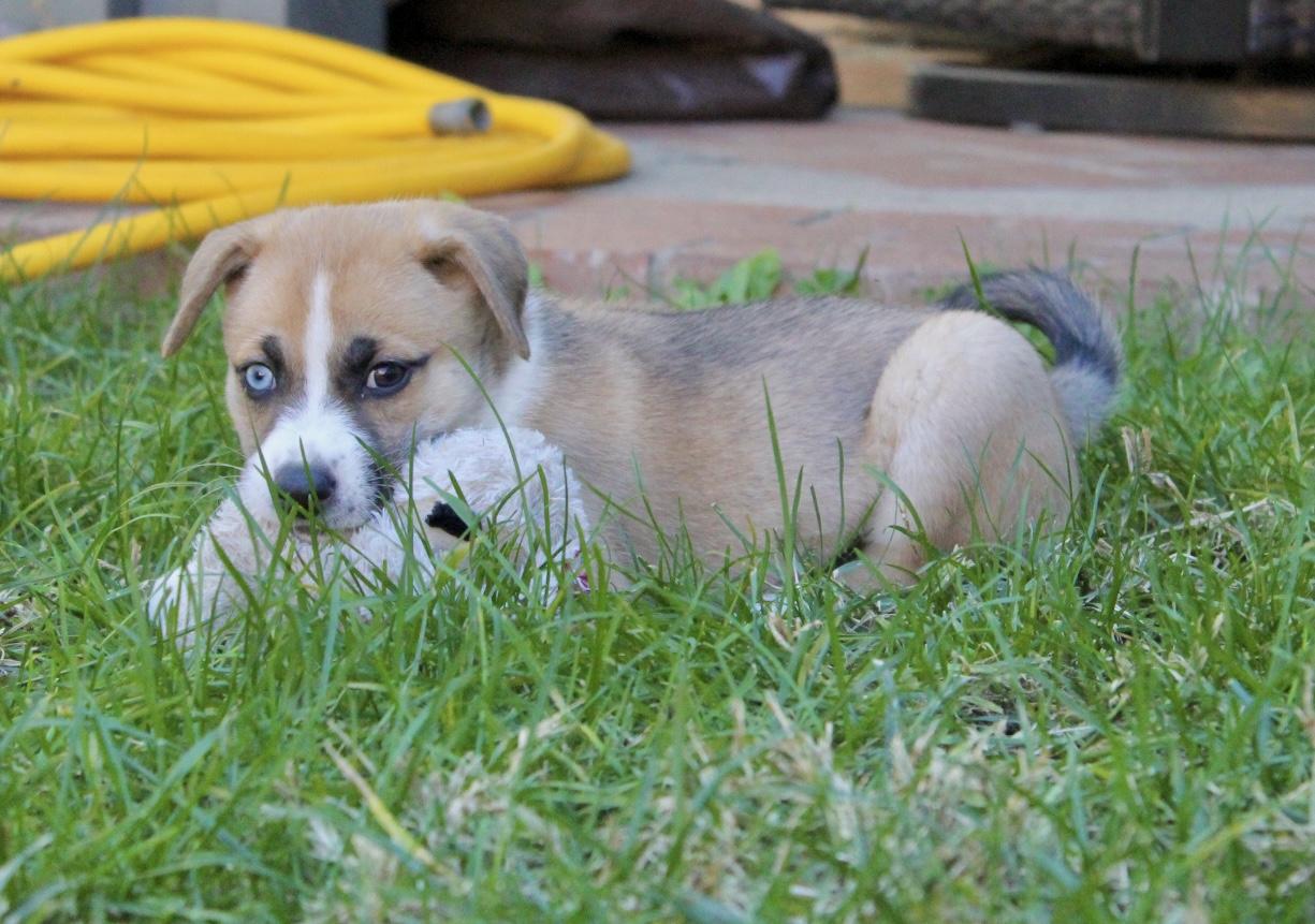 Fifa, a Adoptable mixed breed in Rialto, CA image 2/4