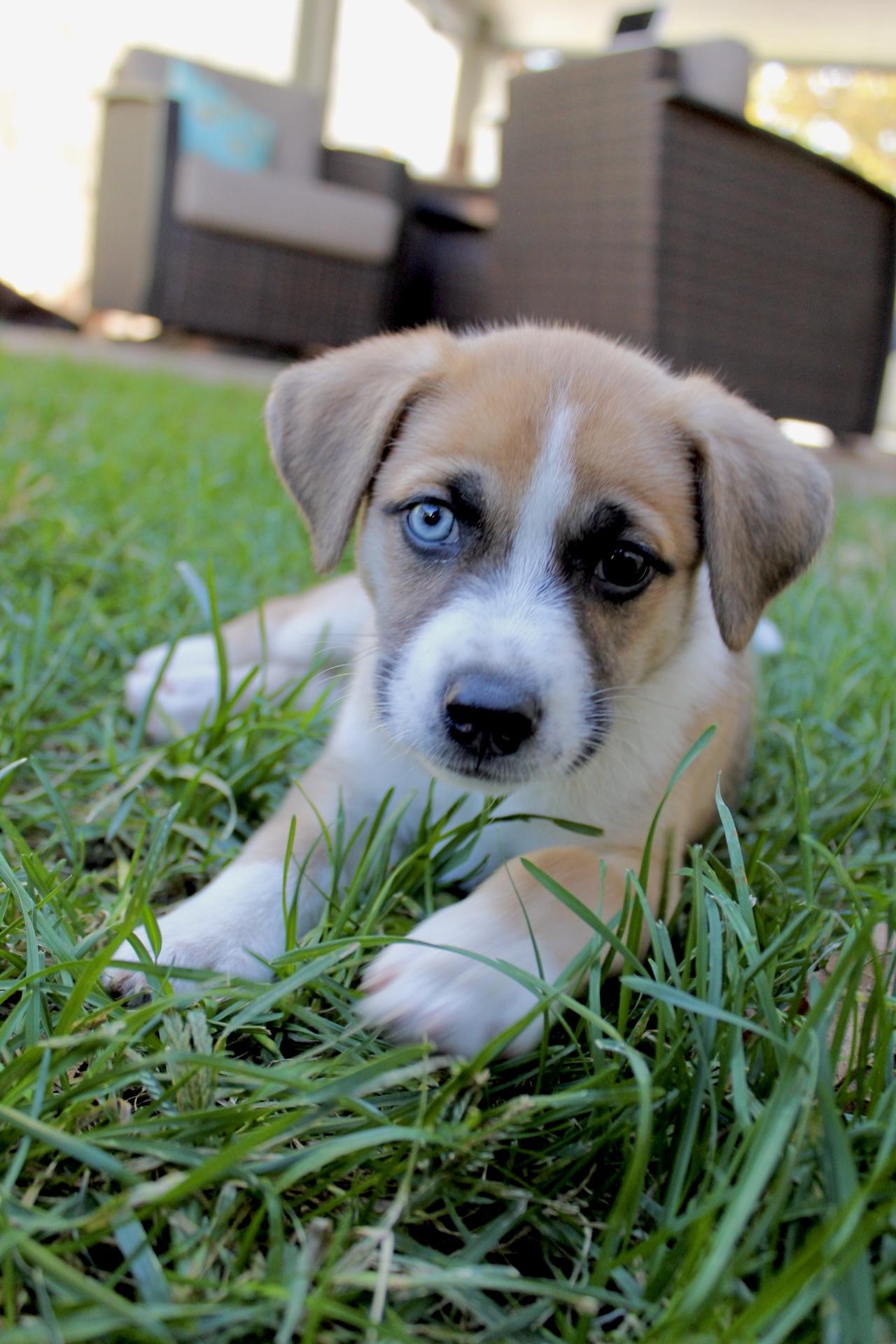 Fifa, a Adoptable mixed breed in Rialto, CA image 3/4