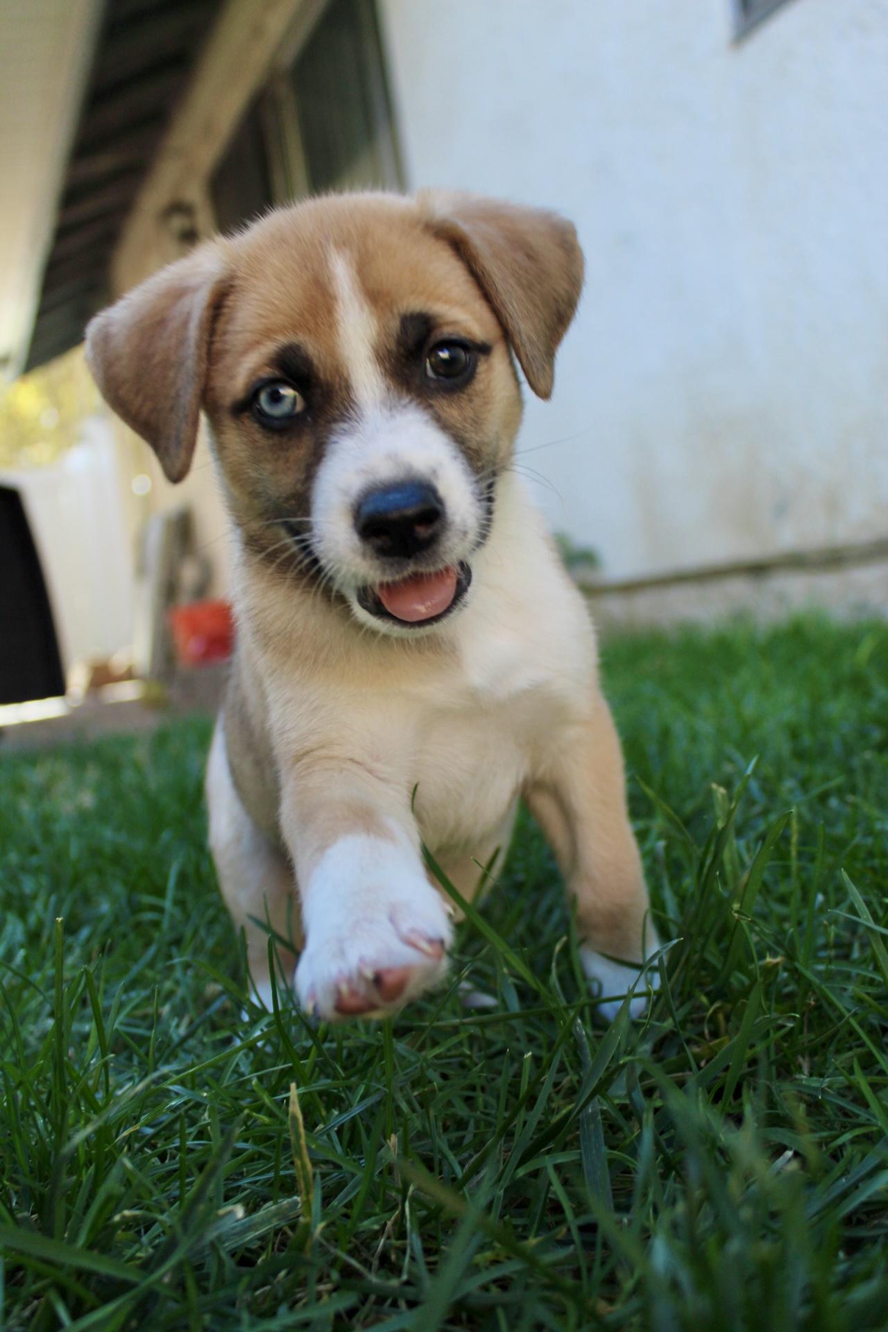 Fifa, a Adoptable mixed breed in Rialto, CA image 4/4