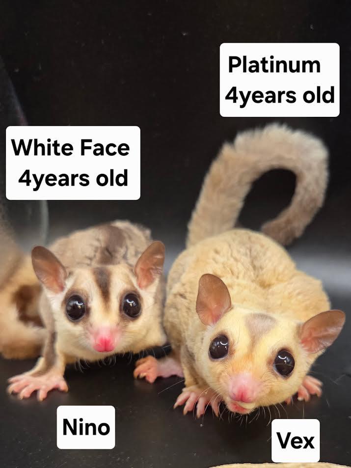 Enlarge Nino & Vex, a Adoptable Sugar Glider in South Elgin, IL image 1/1