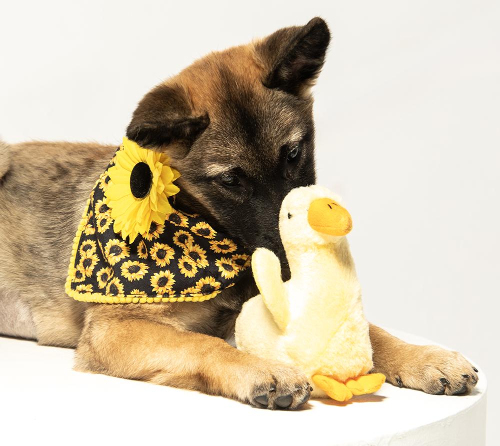 Enlarge Cammie, an adopted mixed breed in Edison, NJ image 3/5