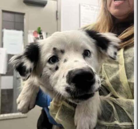 Sophie AZ, Adoptable, Adult Female Australian Shepherd.