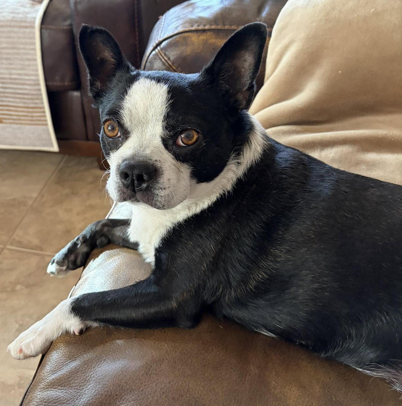 Gracie, Adoptable, Young Female Boston Terrier.