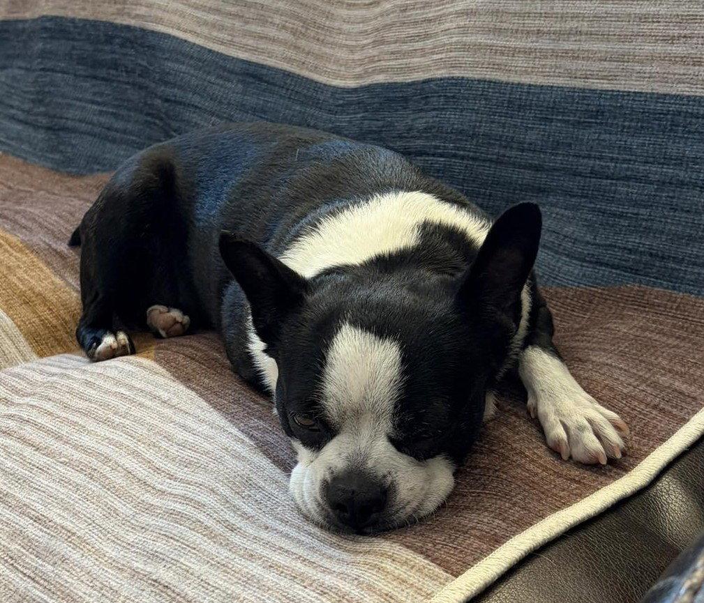 Enlarge Gracie, a Adoptable Boston Terrier in Scottsdale, AZ image 2/2